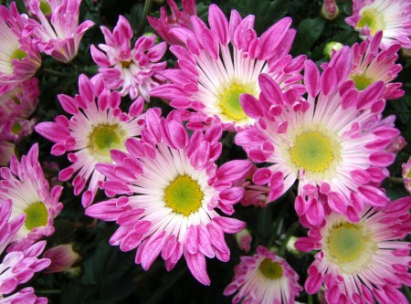 Chrysanthemum morifolium
